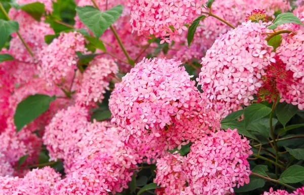 Kokveida Hortenzija Pink Annabelle augs C3