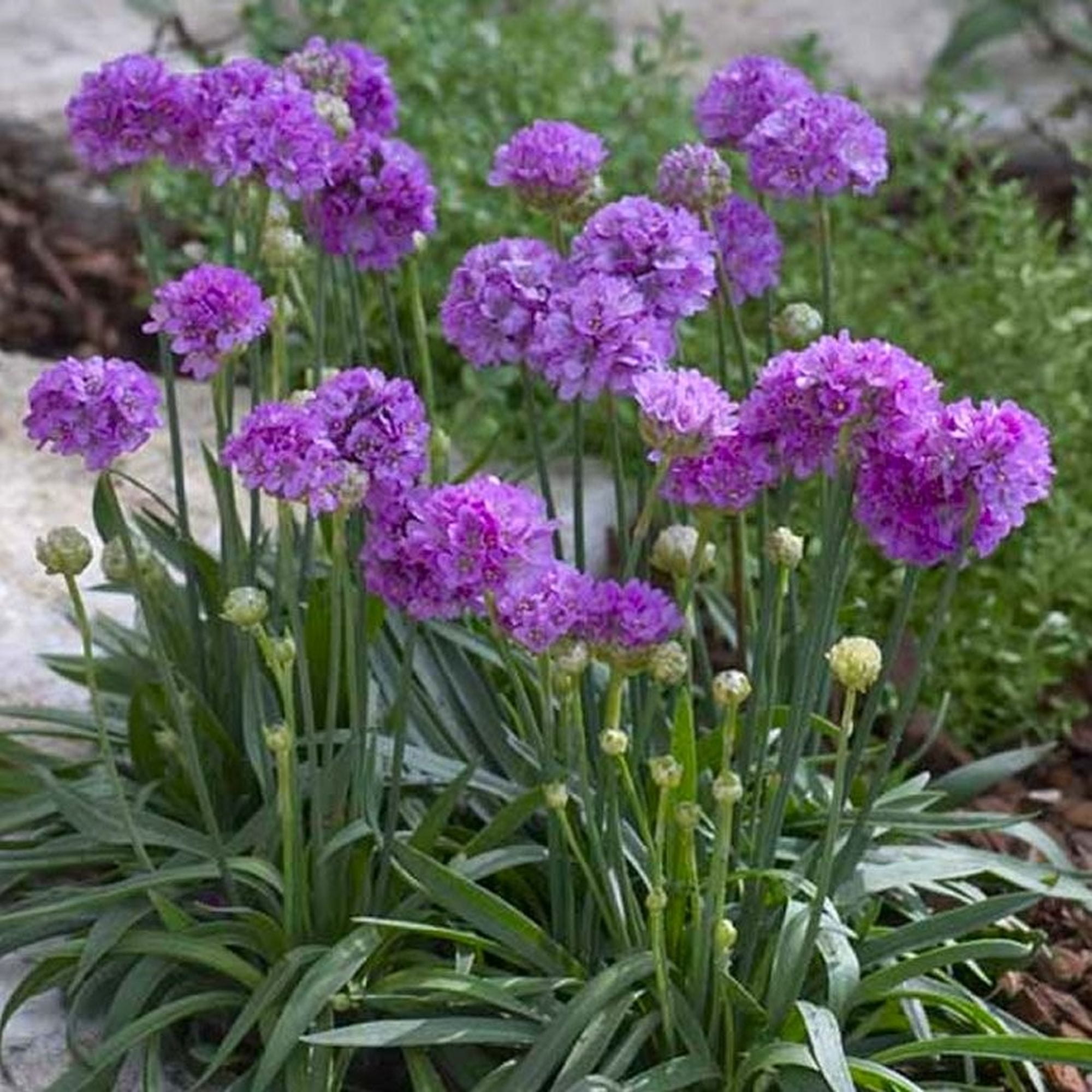 Armērija BALLERINA LILAC augs P9