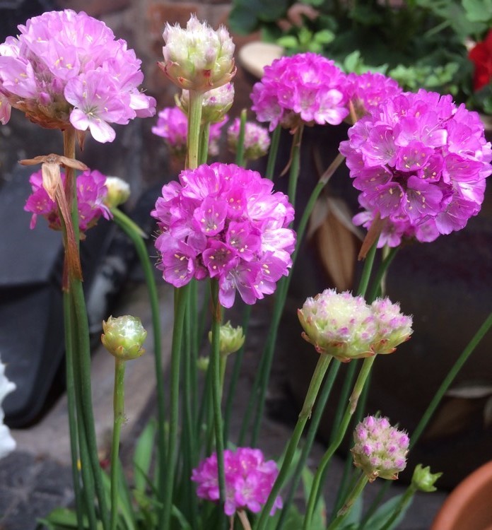 Armērija BALLERINA PURPLE P9