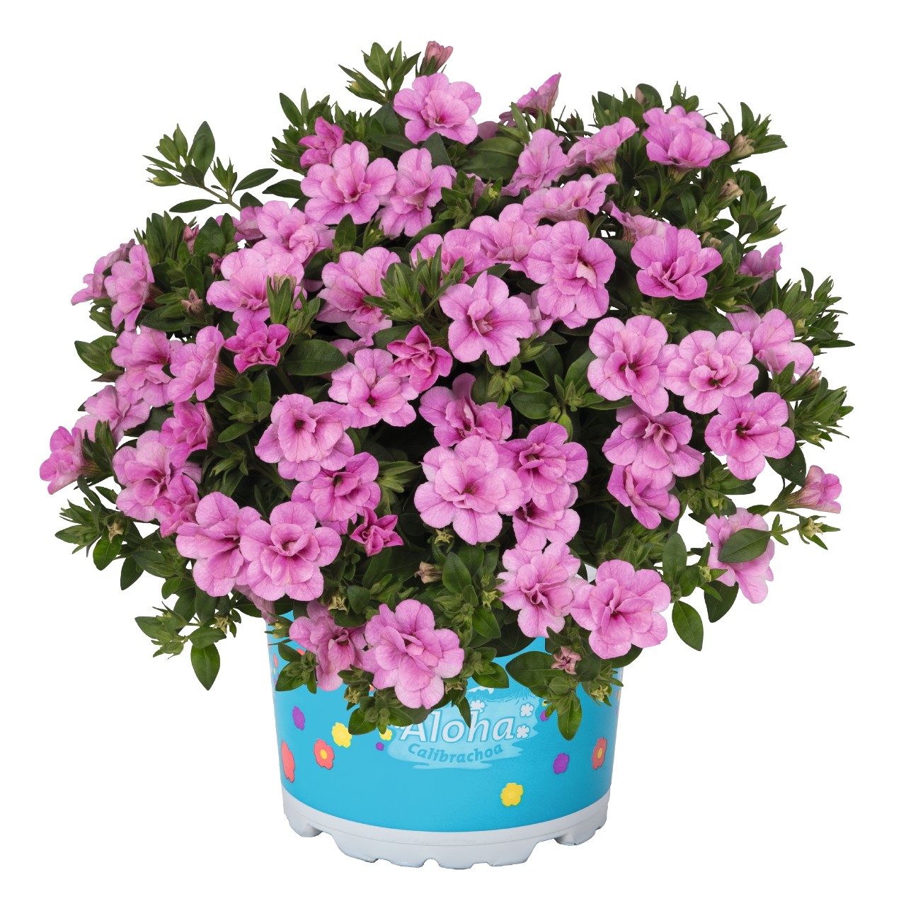 Dārza nokarenā Petūnija Aloha Double Soft Pink Eye 3gab