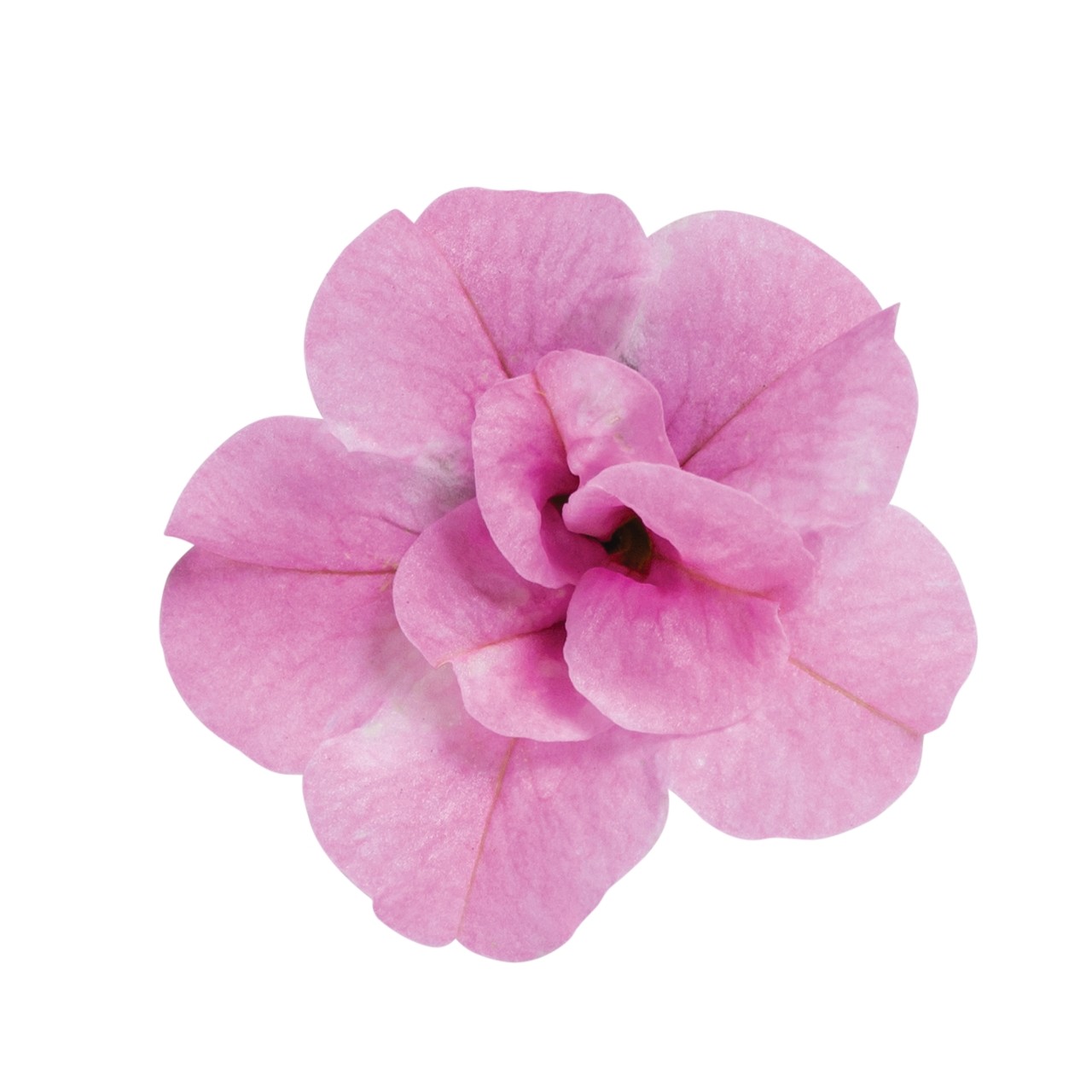 Dārza nokarenā Petūnija Aloha Double Soft Pink Eye 3gab