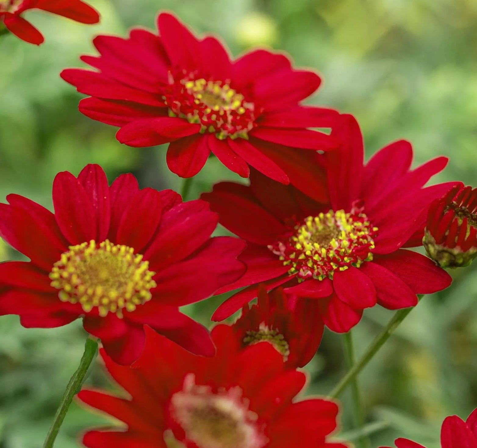 Krūmveida Argirantēma Aramis Fire 1gab