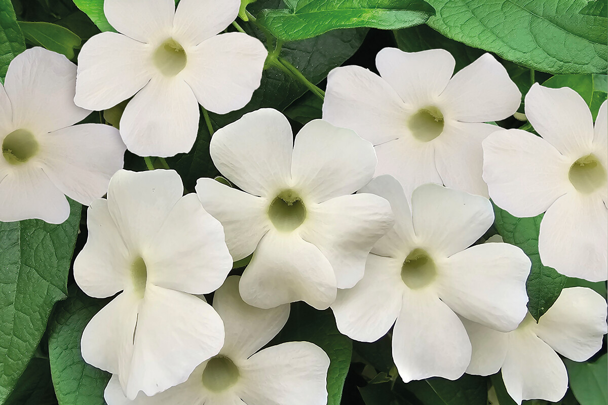 Spārnotā tunbergija Sunny Susy White Halo 1gab