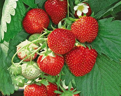 Dārza zemenes DIAMANTE frigo stādi 20gab