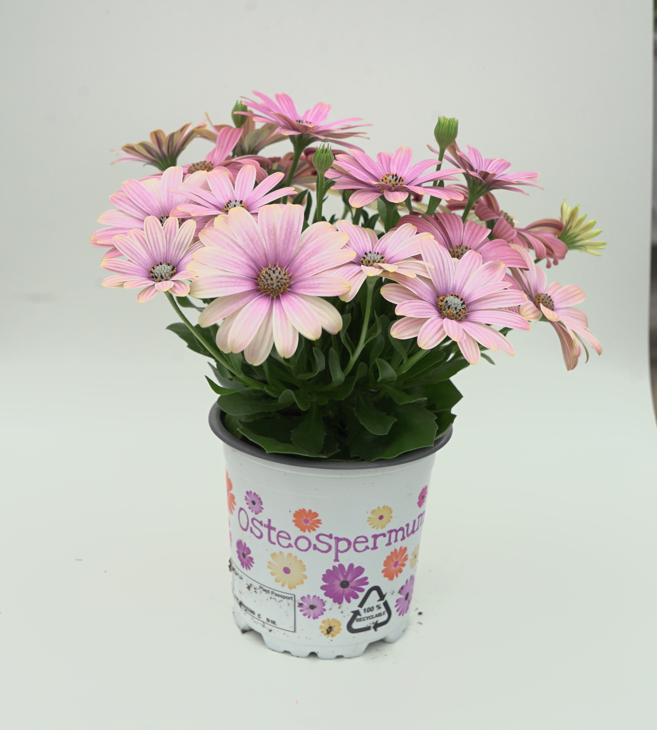 Āfrikas Margrietiņa FlowerPower Rose Surprise 1gab
