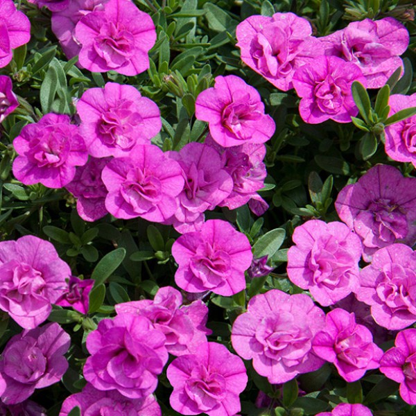 Dārza petūnija Calita Double Rosy 1 gab.