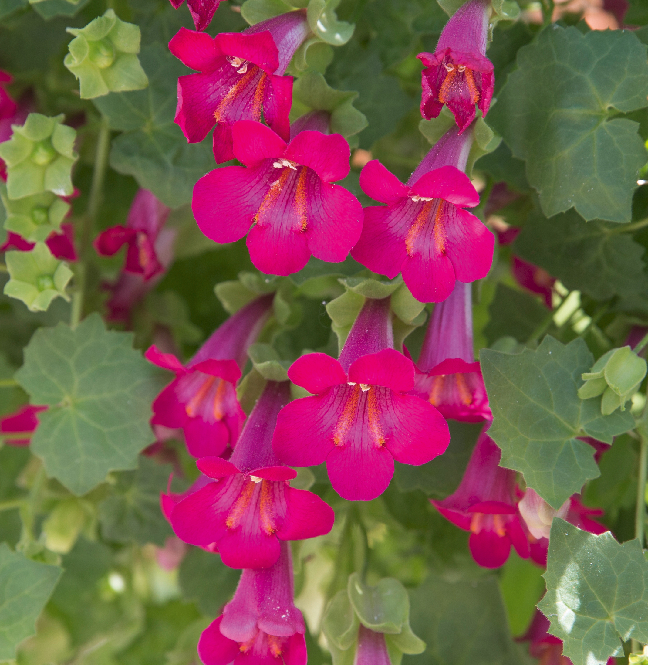 Lofos Compact Pink 1gab