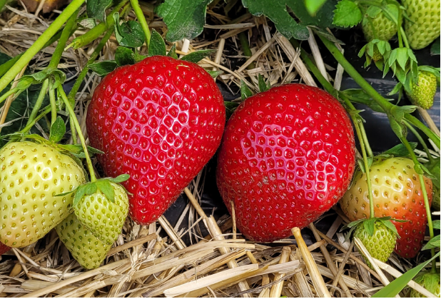 Dārza zemenes JENKKA frigo stādi 20gab