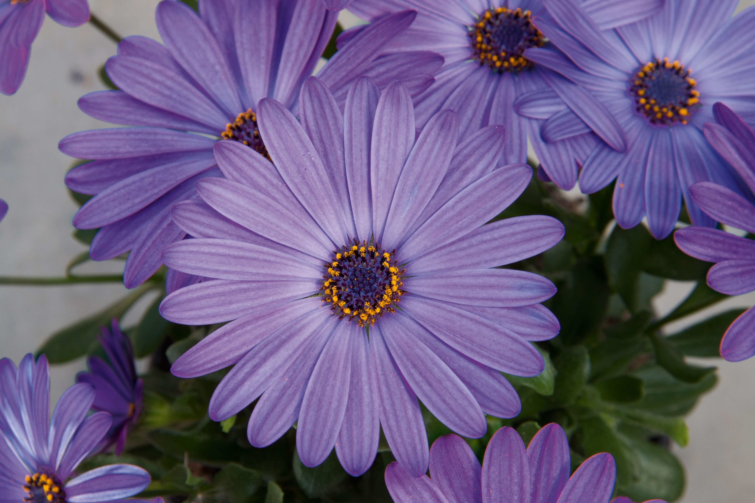 Āfrikas Margrietiņa FlowerPower Blue 1gab