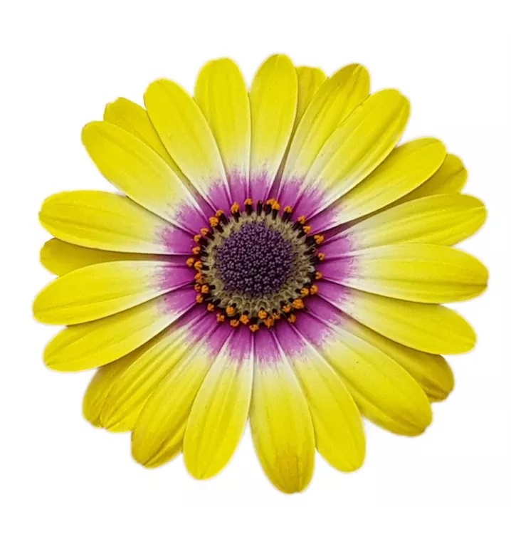 Āfrikas Margrietiņa FlowerPower Tropic Sun 1gab