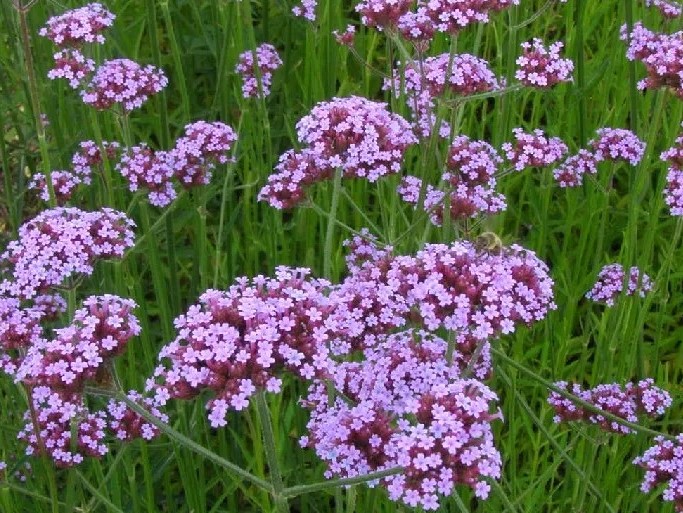 Buenosairesas verbena Purple Tower 1gab