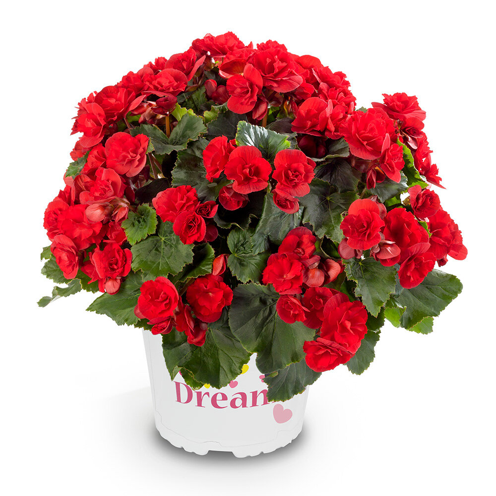 Begonija Solenia Scarlet 1gab