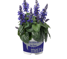 Miltainā Salvija Mysty Blue 1gab.