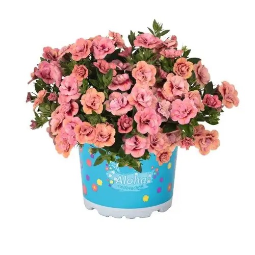 Dārza nokarenā Petūnija Aloha Double Apricot 3 gab