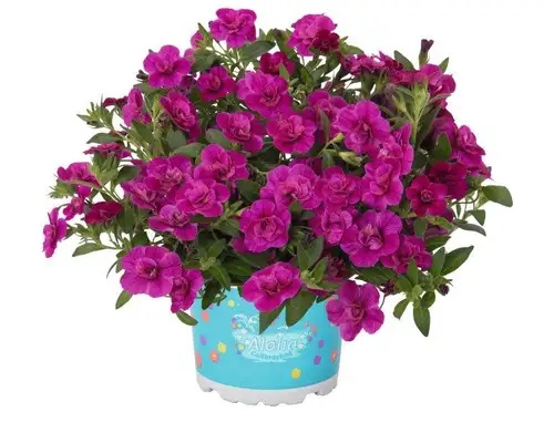 Dārza nokarenā Petūnija  Aloha Double Purple 3gab