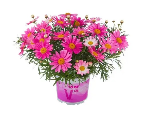 Krūmveida Argirantēma Aramis Girly Pink  1gab