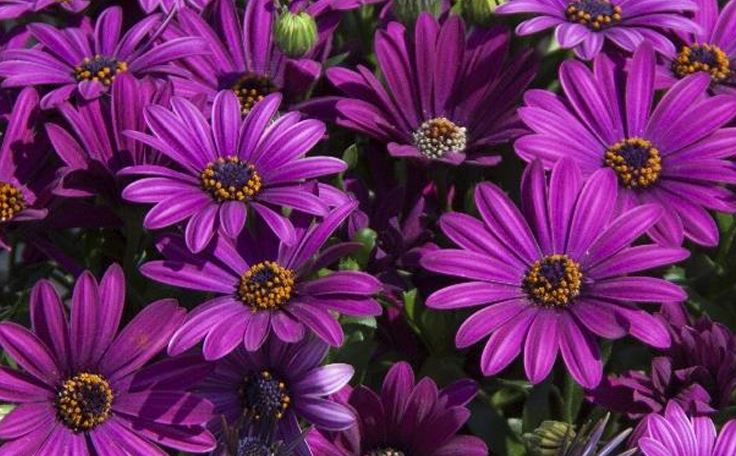 Āfrikas Margrietiņa FlowerPower Purple 1gab