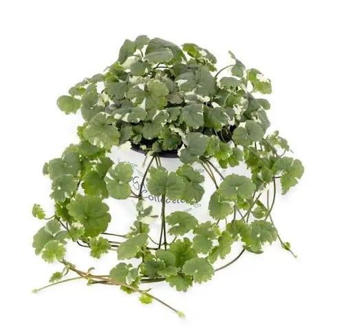 Efeju sētložņa Variegata 1gab