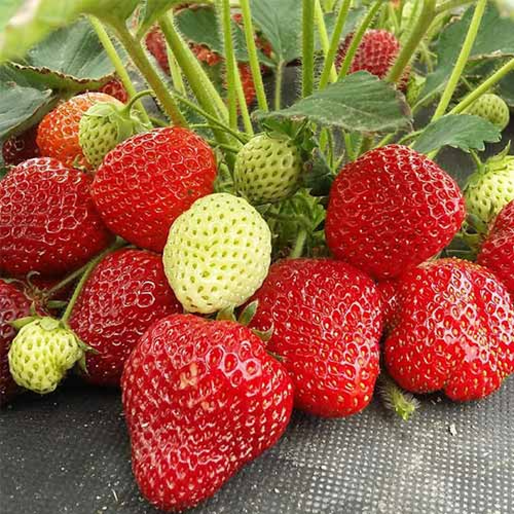 Dārza zemenes LIMALEXIA frigo stādi 20gab