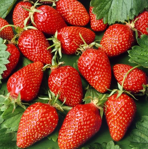 Dārza zemenes ASIA Frigo stādi 20 gab