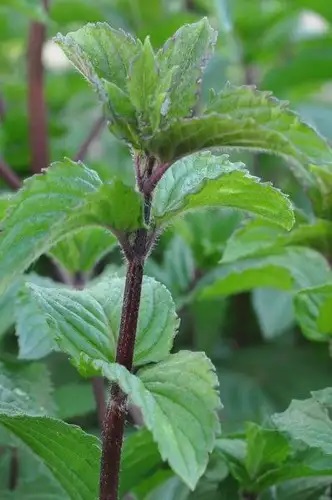 Piparmētra Multimentha 1gab