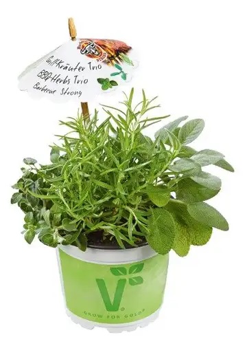 Garšaugu trio Barbecue Strong 1gab