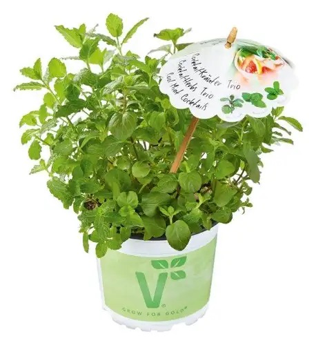 Garšaugu trio Cool Mint Cocktails 1gab