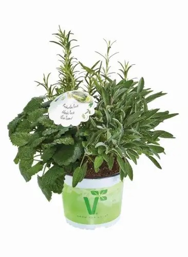 Garšaugu trio Džins ar Toniku 1gab