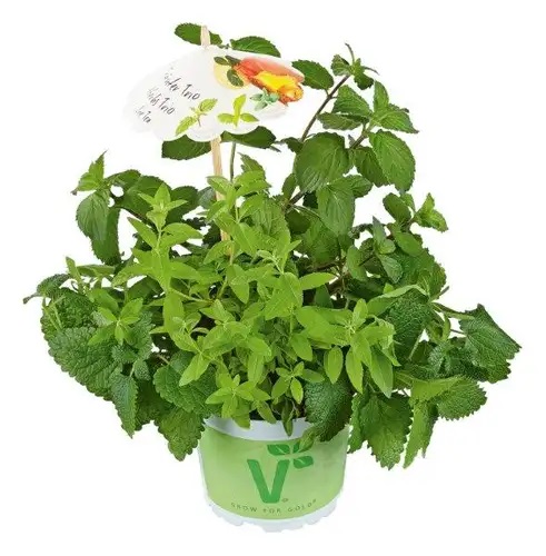 Garšaugu trio Ledus tēja 1gab