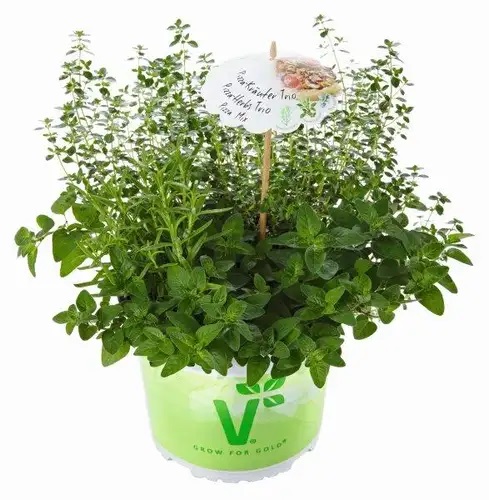 Garšaugu trio Pica 1gab