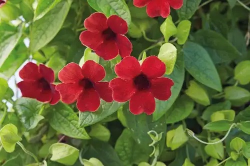 Spārnotā tunbergija Sunny Susy Cherry 1gab