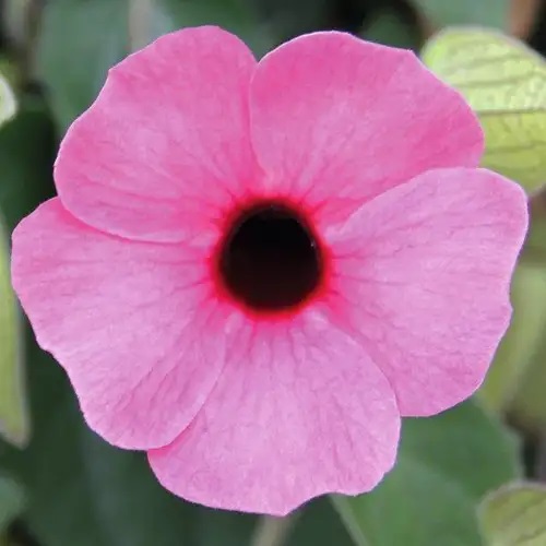 Spārnotā tunbergija Sunny Susy Rose Sensation 1gab