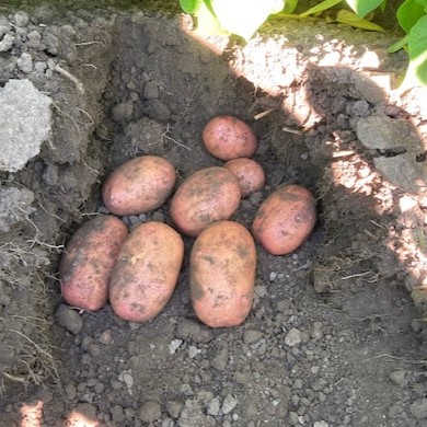 Sēklas kartupeļi BIRGIT 5kg