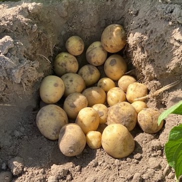 Sēklas kartupeļi GALA 10 kg