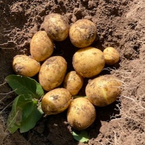 Sēklas kartupeļi PAROLI 5KG