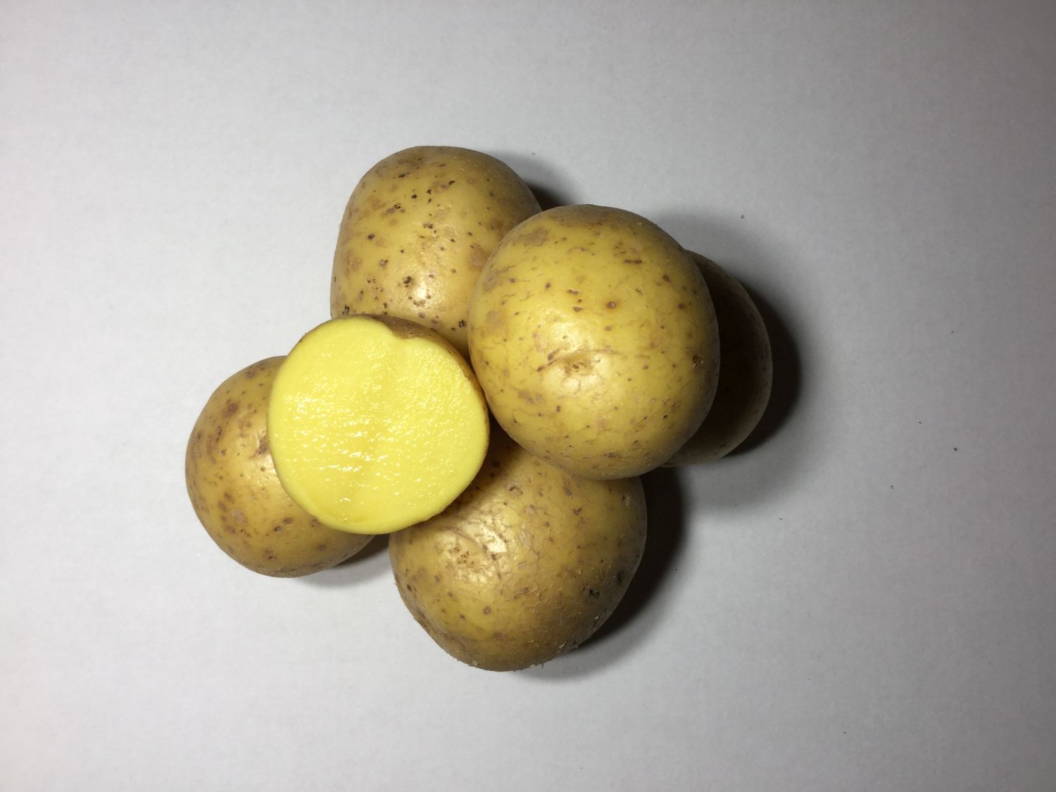 Sēklas kartupeļi GALA 10 kg