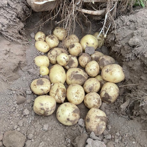 Sēklas kartupeļi SOLIST 10 kg