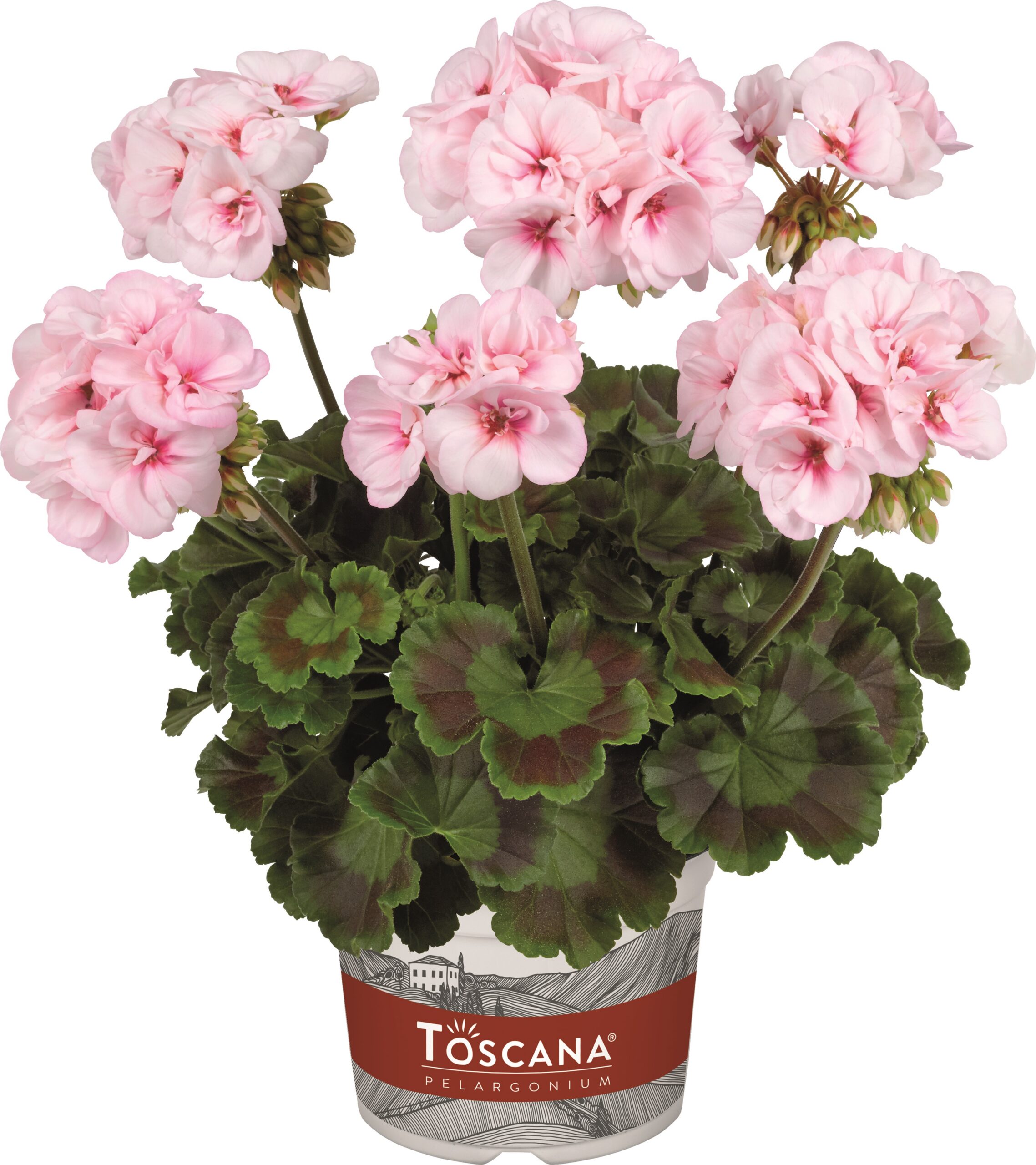 Joslu Pelargronija Estelle 1 gab.