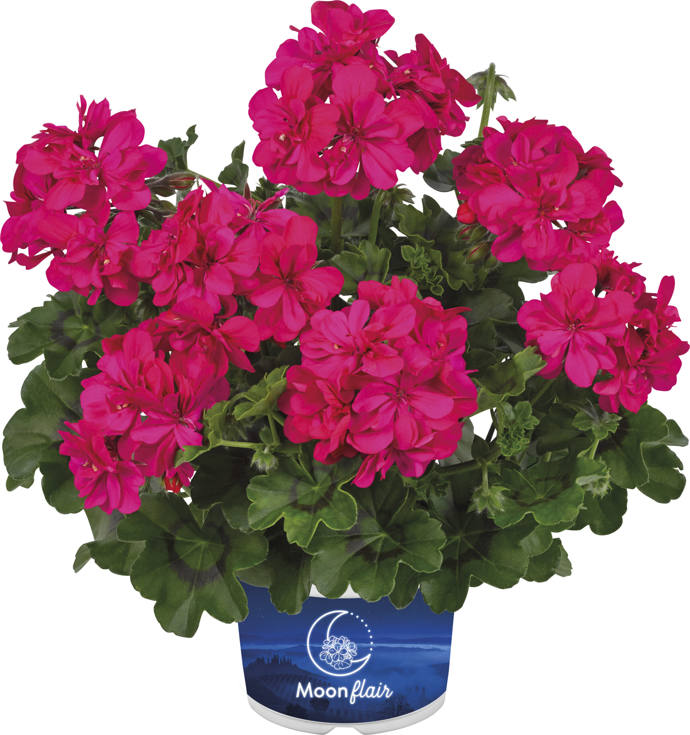 Nokarenā Ģerānija Moonflair Dark Pink 1 gab.