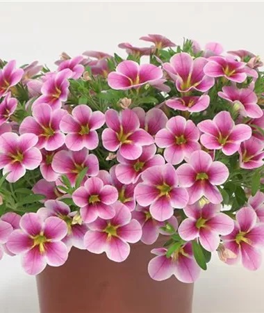 Dārza nokarenā petūnija Calita Compact Pink Lace 3 gab.