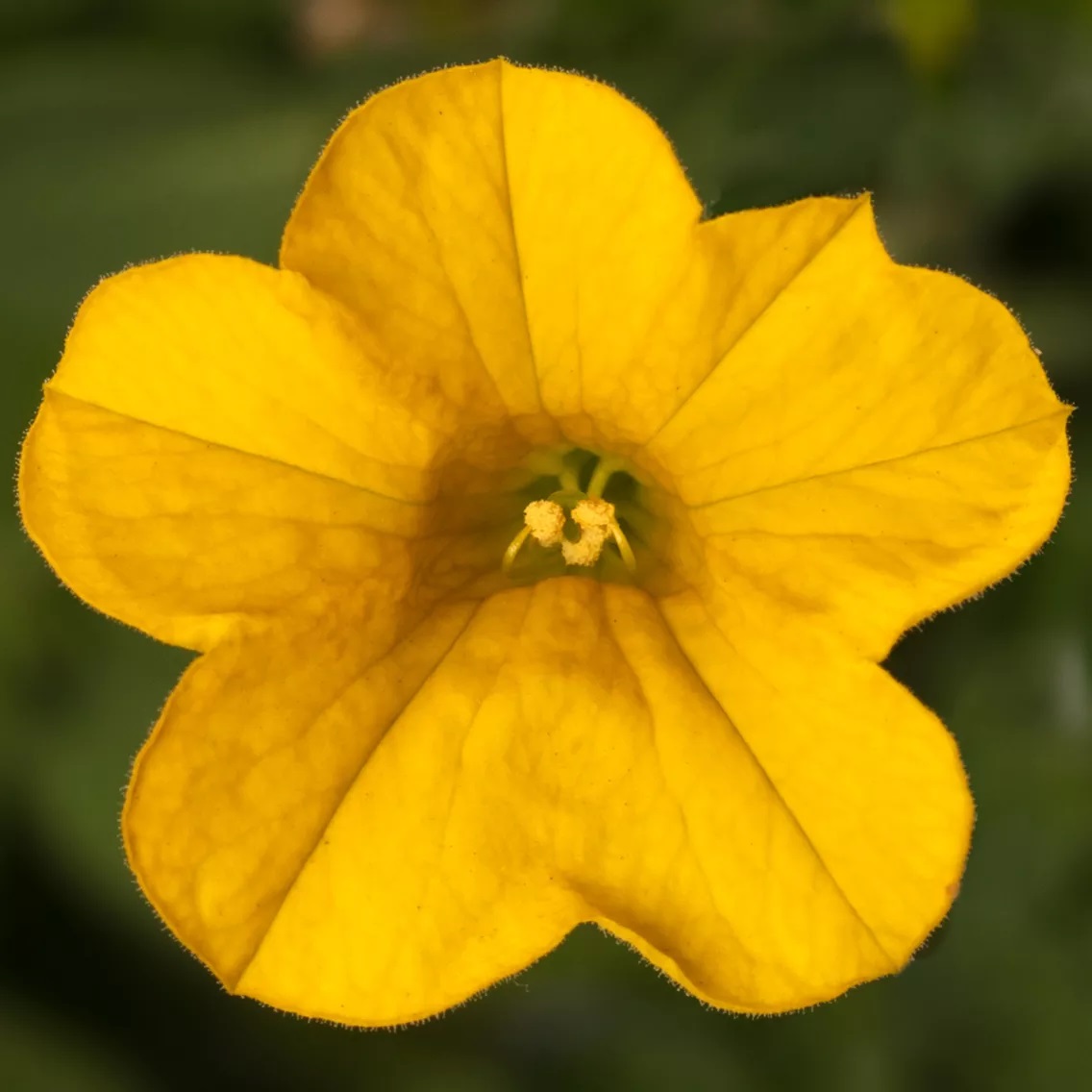 Dārza nokarenā petūnija Callie Deep Yellow 3 gab.