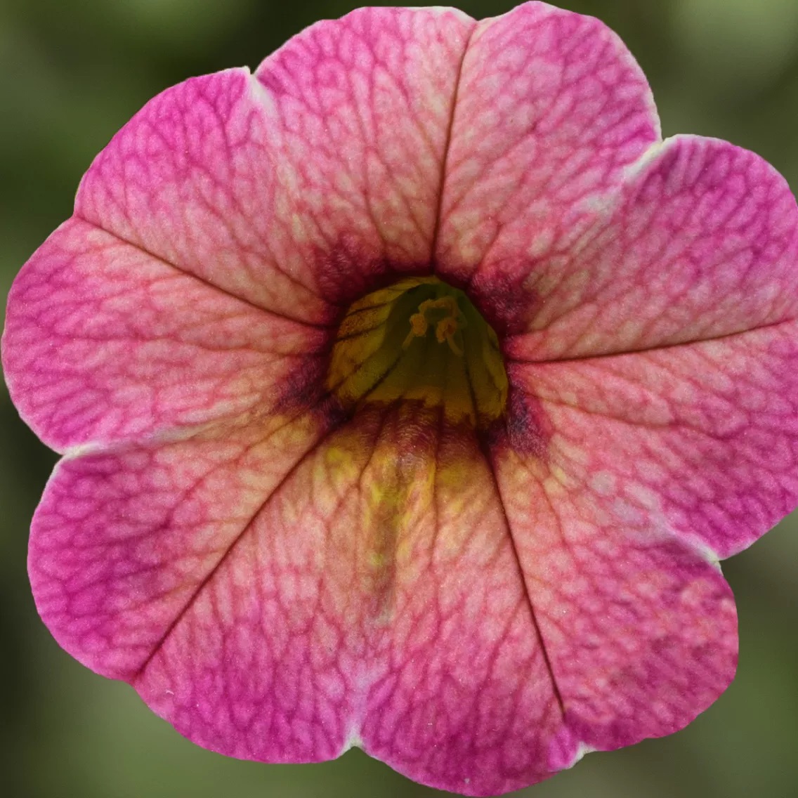 Dārza nokarenā petūnija Callie Summer 3 gab.