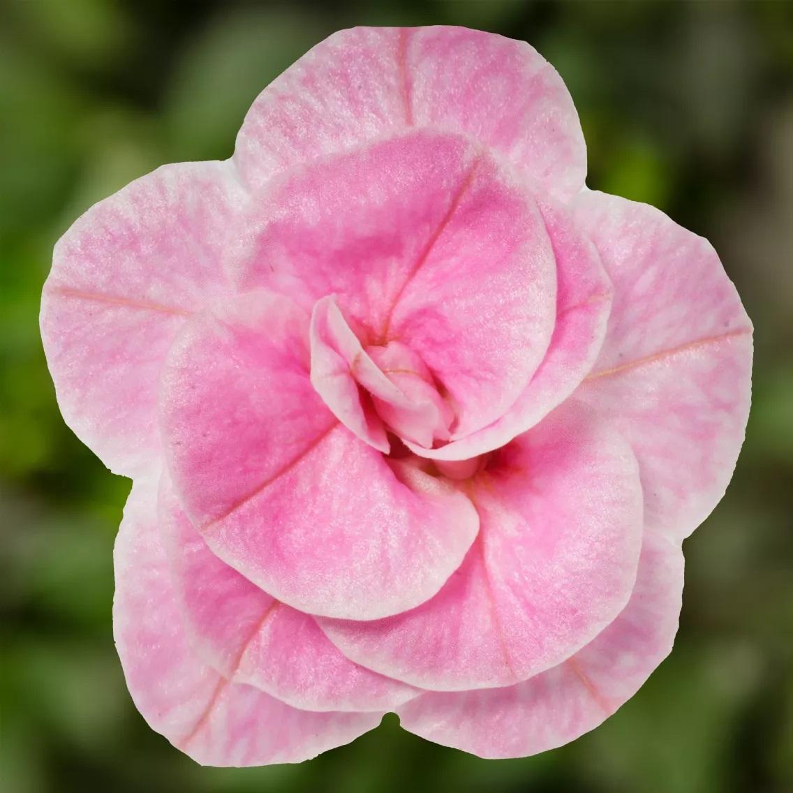 Dārza nokarenā petūnija Callie Double Pastel Pink 3 gab.