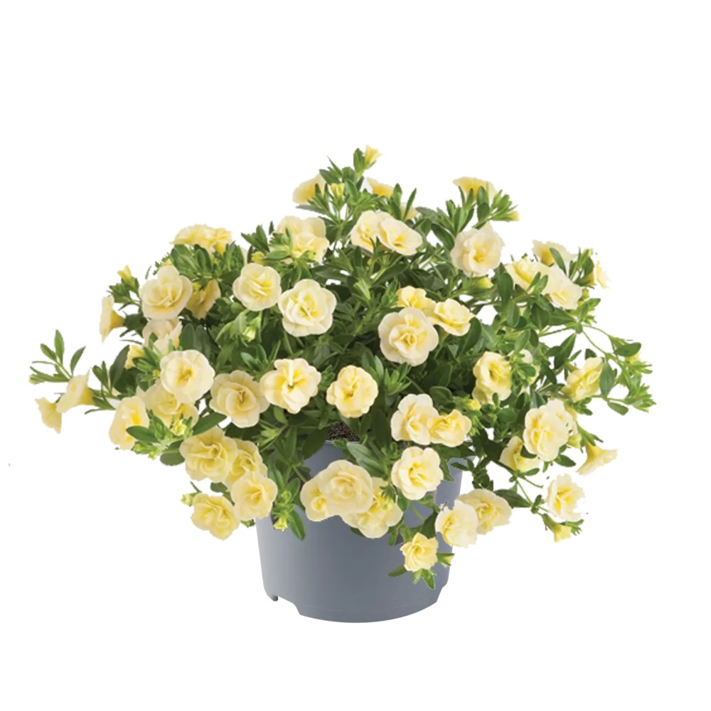 Dārza nokarenā petūnija Cabaret Double Light Yellow 3 gab.