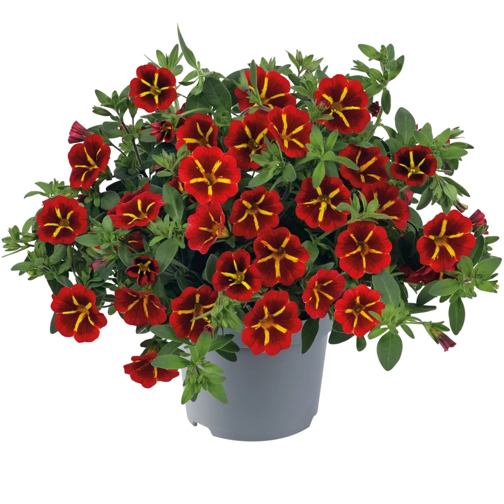 Dārza nokarenā petūnija Cabaret Special Red Star 3 gab.