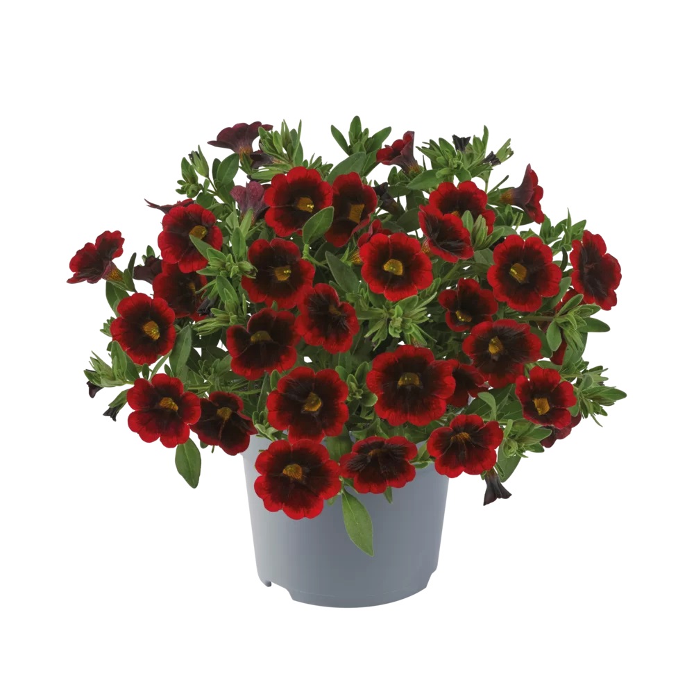 Dārza nokarenā petūnija Cabaret Special Red Velvet 3 gab.