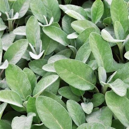 Ārstniecības Salvija Culinaria 1 gab.