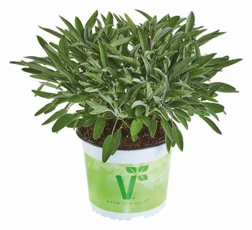 Ārstniecības salvija Evita® Strong 1 gab.