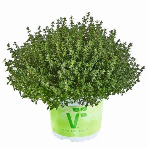 Parastais mārsils Fredo® Strong 1gab.