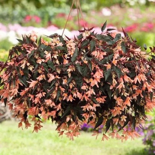 Bolīvijas begonija Bellavista Dark Leaf Salmon 1 gab.